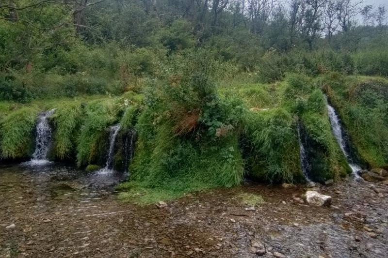 Several small waterfalls flowing through green vagetation.