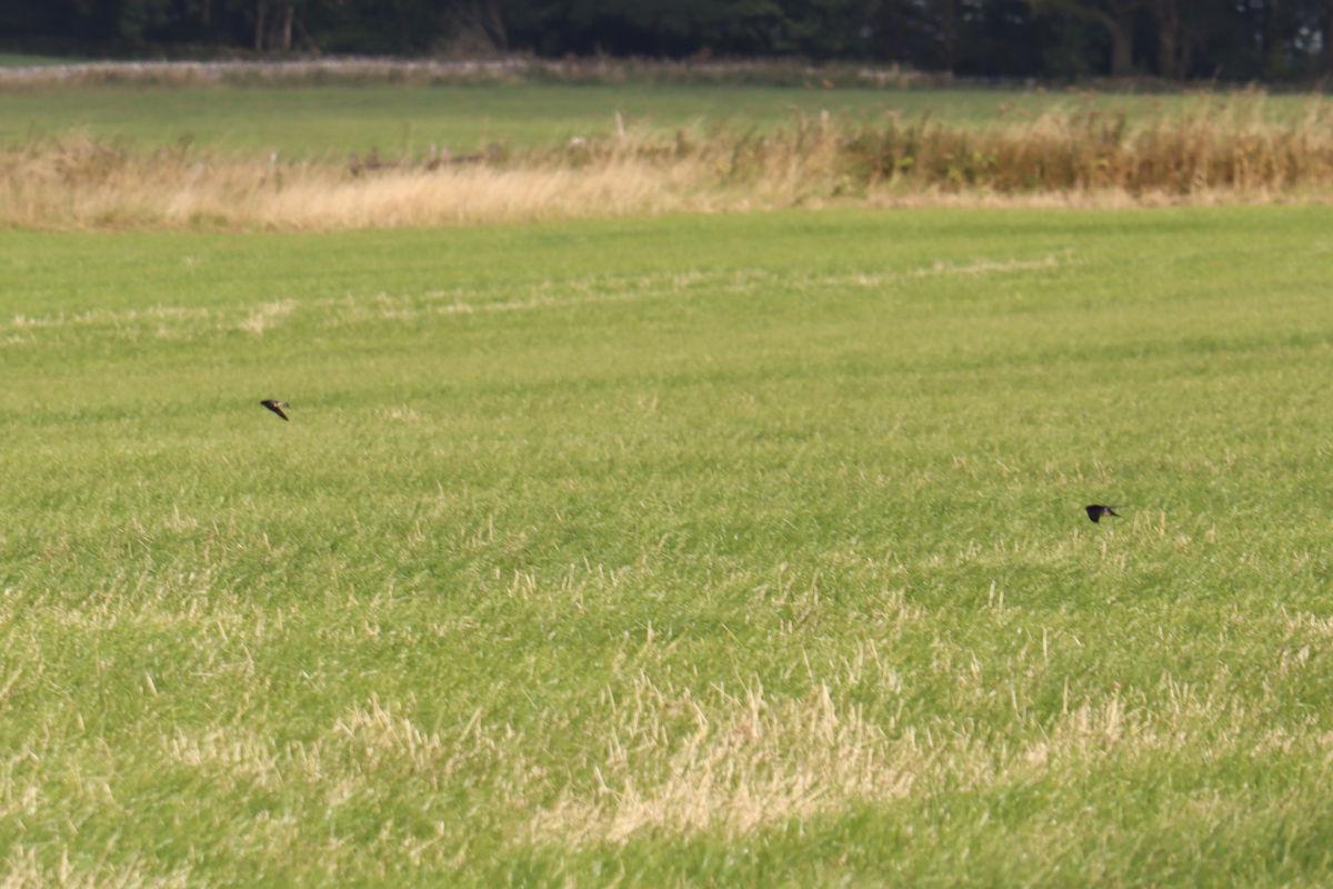 Two swifts flying low over a grassy field.