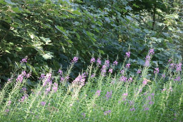A patch of 1.5m high green stalks with clusters of magenta flowers.