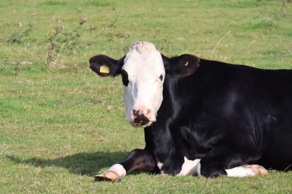 A cow lying down.