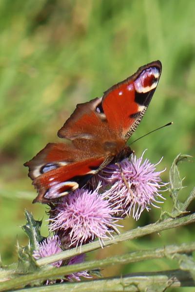 A rusty red butterfly, with a black, blue and yellow spot on the corner of each wing.