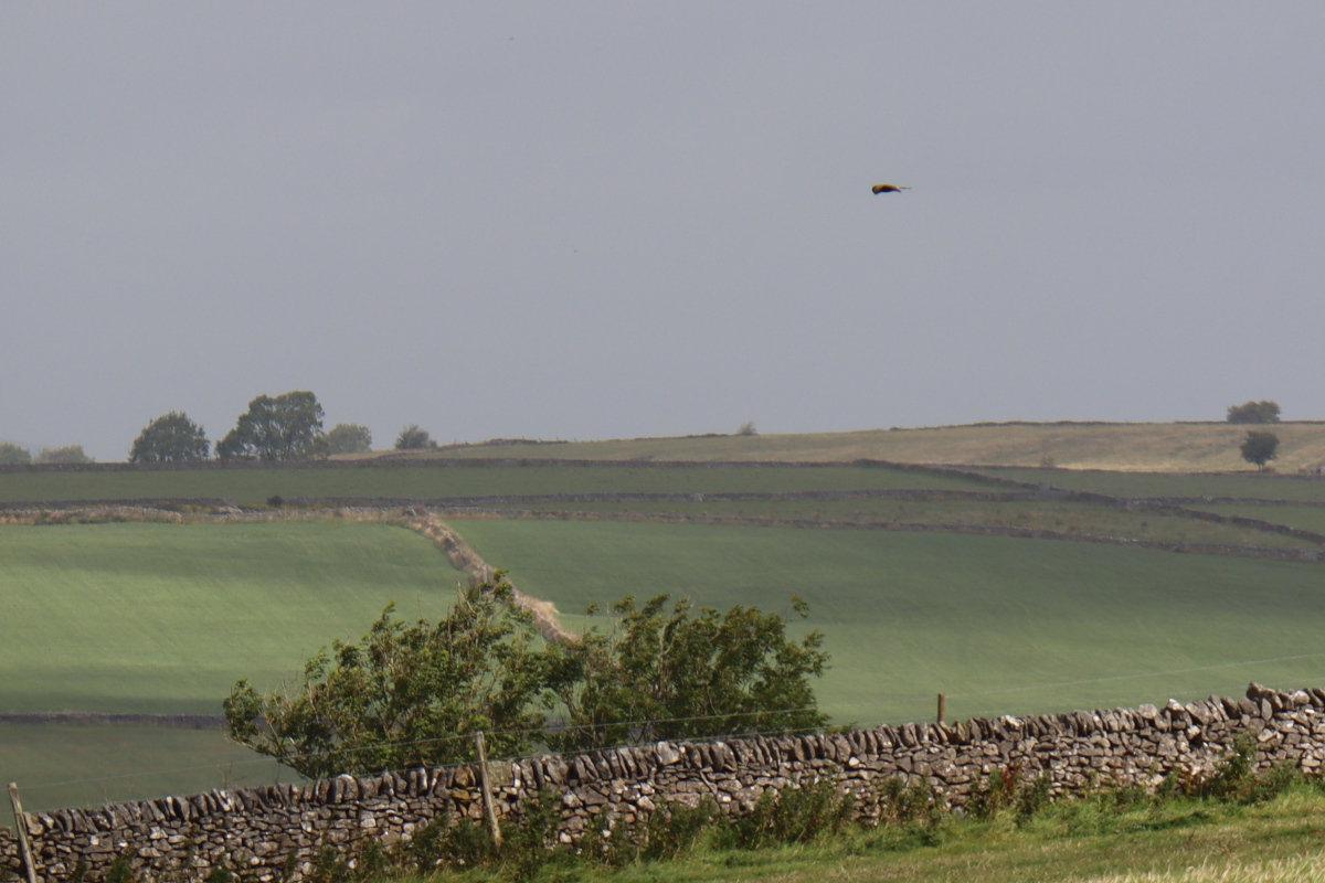 A hovering kestrel, with a wall an bush beneath.