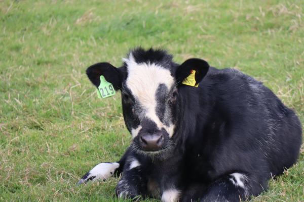 A young cow.