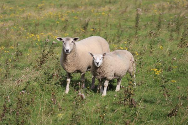 An adult and young sheep.