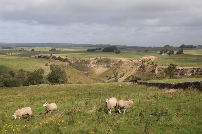 Several sheep with the valley visible behind.