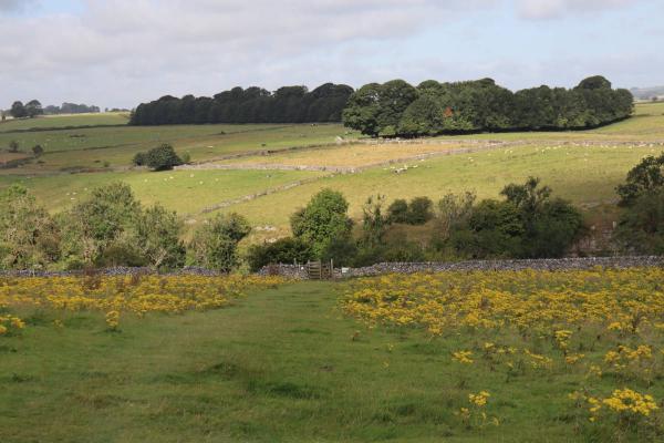 A gentle downward trail leading towards a wall.