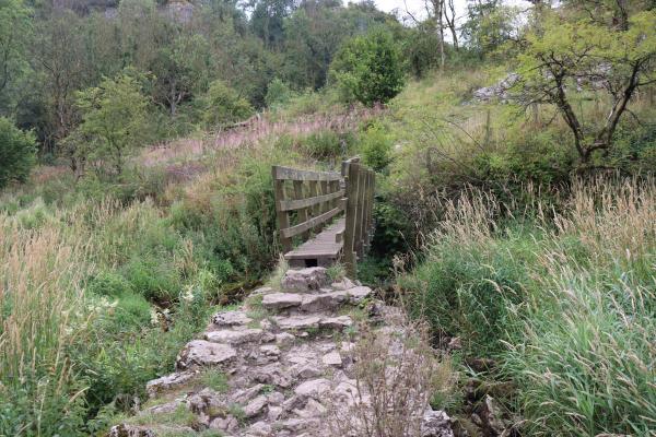 A narrow wooden bridge across an overgrown stream.