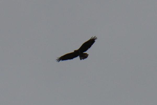 Looking up at a buzzard.