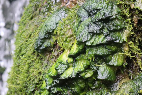 Very damp, dark green, thick leafy plants by the waterfall.