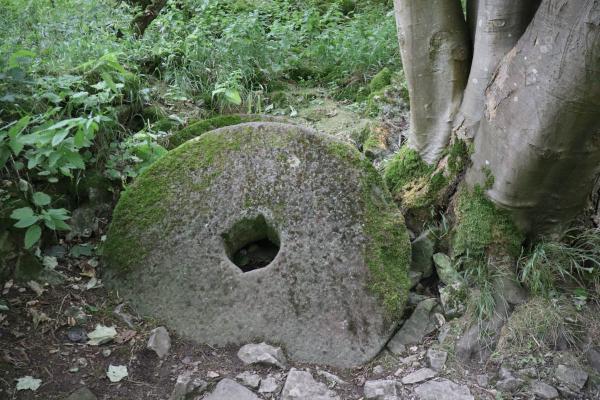 A large grindstone resting against a tree, half buried in the dirt.