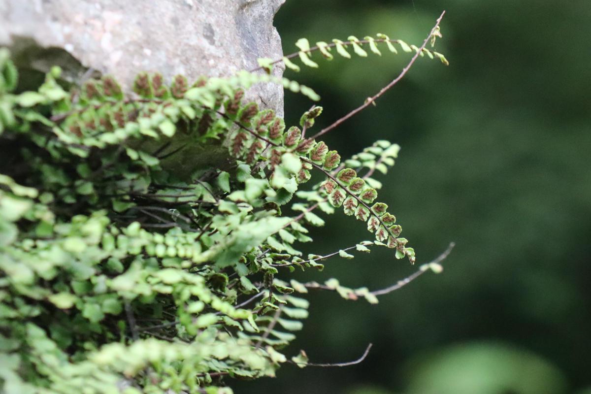 A macro shot of a tiny fern like plant growing from the gap between the stone bricks.