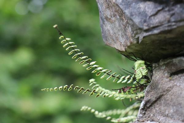A macro shot of a tiny fern like plant growing from the gap between the stone bricks.