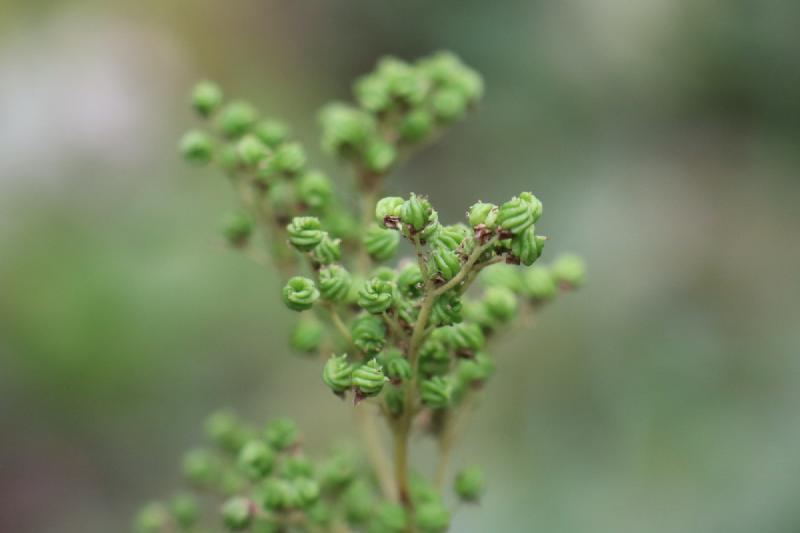 The top of a 1 meter tall plant, with dozens of curled up pea-sized balls.