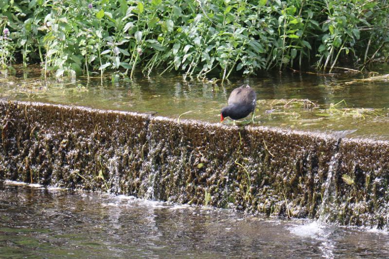 A black bird with a red beak standing on the edge of a weir.