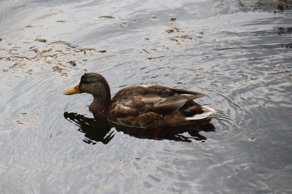 A brown duck.