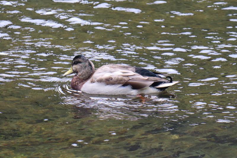 A brown duck with white chest