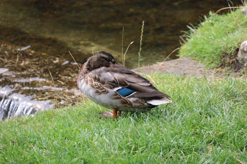 A brown duck with head tucked into its feathers. An iridescent blue speculum is visible.