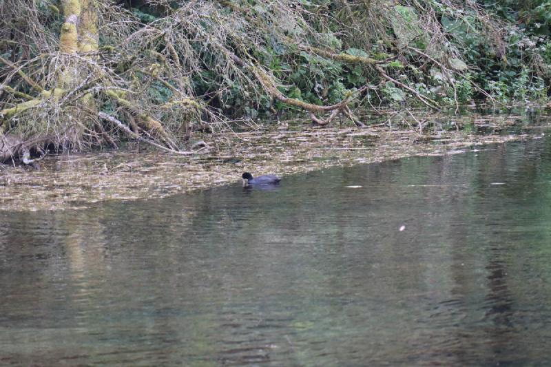 A black bird on the water in the distance.