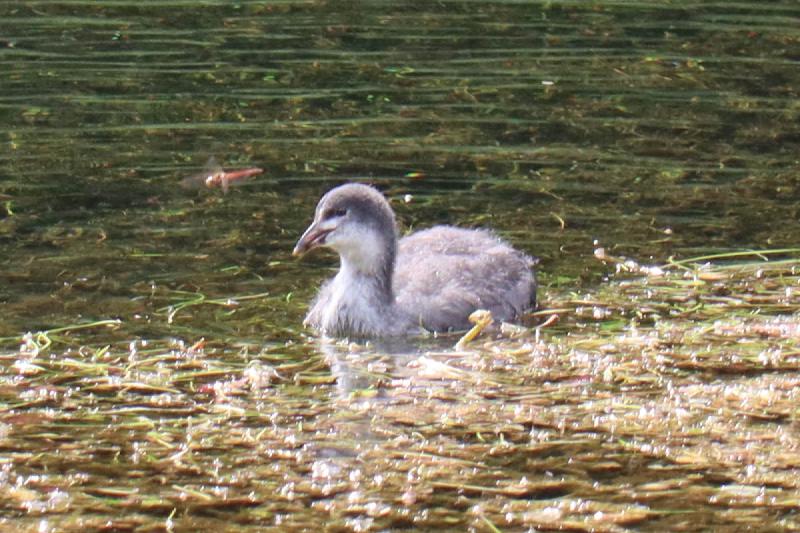 A close shot of a grey, fluffy bird on the water.