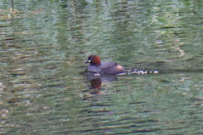 A black bird on the water, with a fluffy rufous (red) back of its head, and a white streak on its cheek.