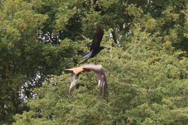 A Red-tailed Hawk with a crow attacking from above.