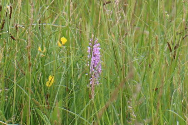 A close up of the orchid.