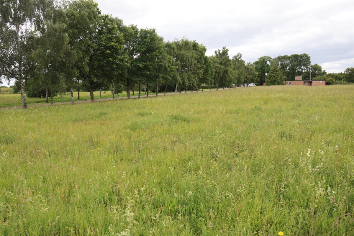 A meadow with a single orchid hidden somewhere.