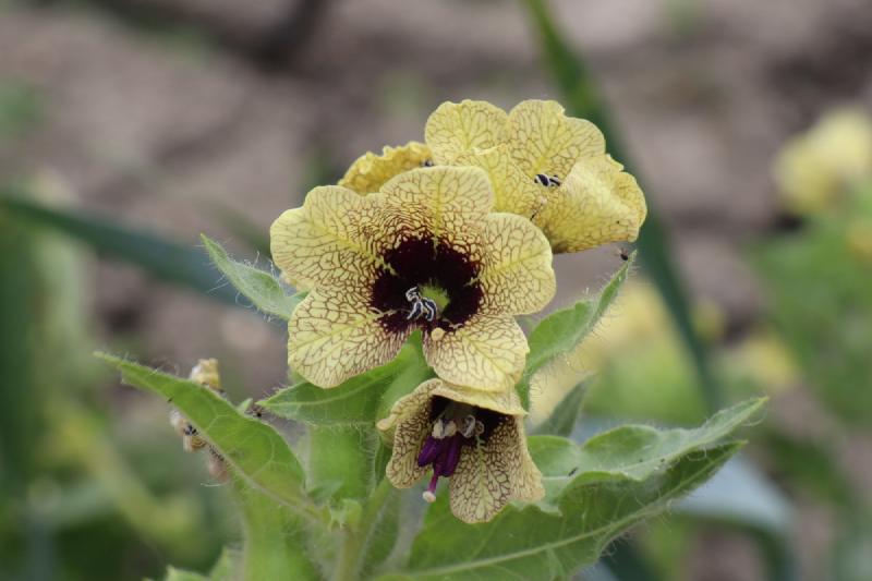 A close up of a yellow flower with a black center.