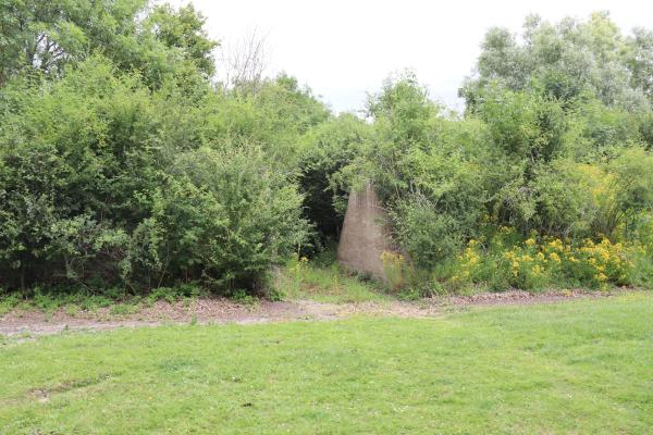 A concrete embankment covered in plants.