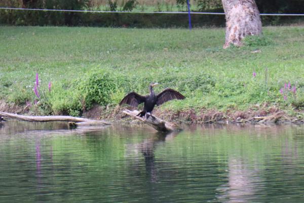 A cormorant with its wings wide open.