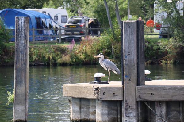 A heron.