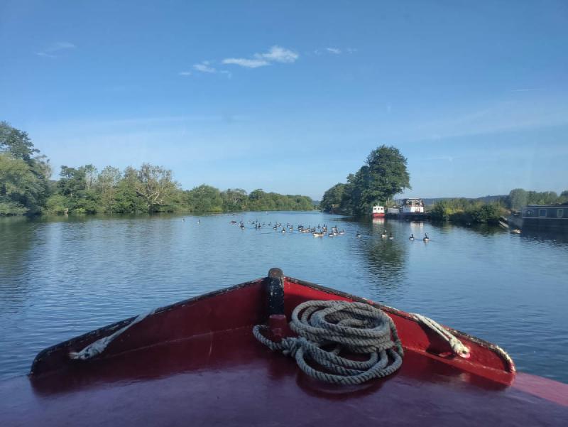A flock of geese in front of us in the river.