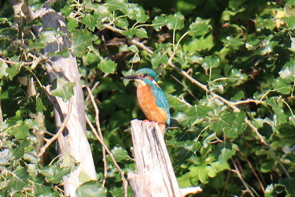 A kingfisher on a dead branch.