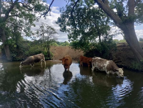 Four cows in the river.