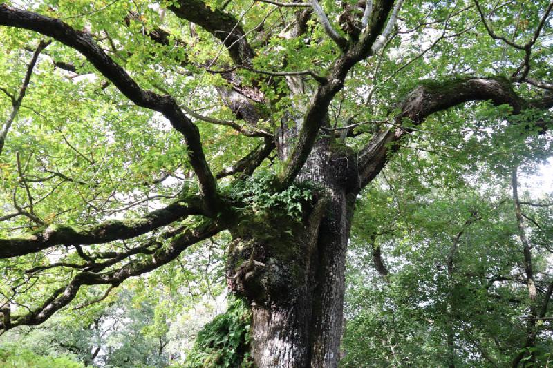 An old mossy oak tree.