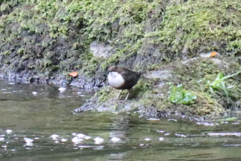 A dipper on a distant rock.
