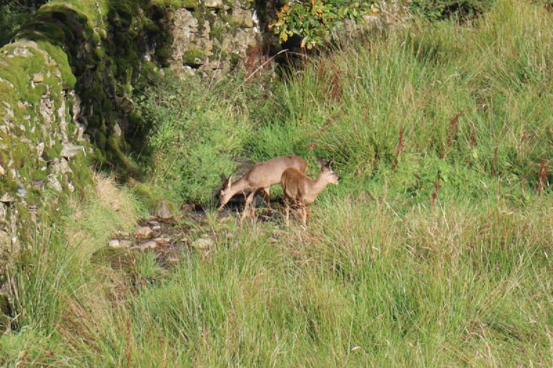 Two deer in the distance.