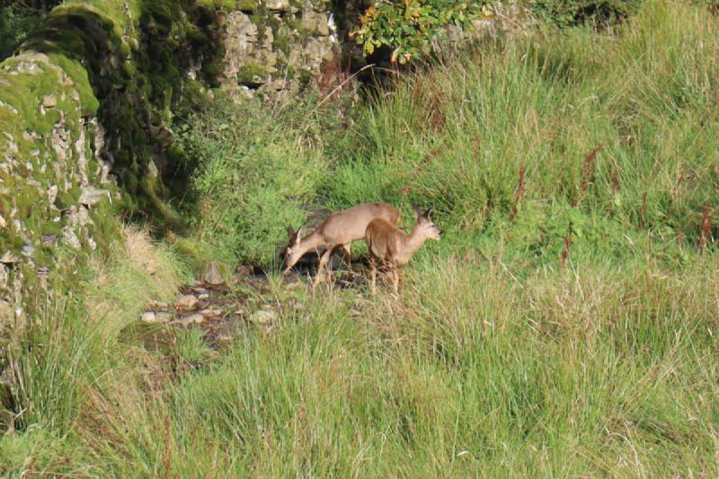 Two deer in the distance.