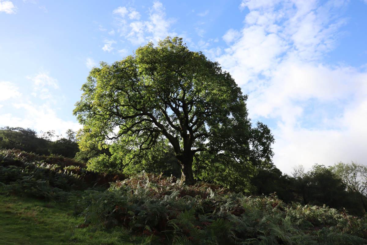 A dark hillside with a bright tree.