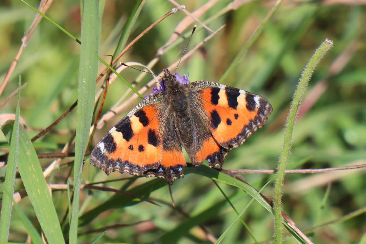 An orange and black butterfly.