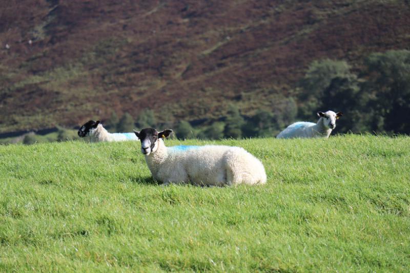 Three sheep lying down.