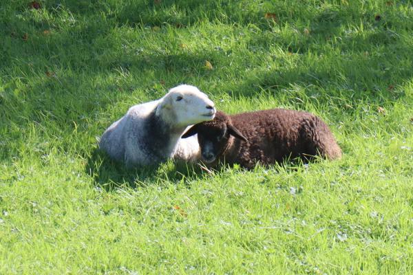 Two sheep snuggled together.