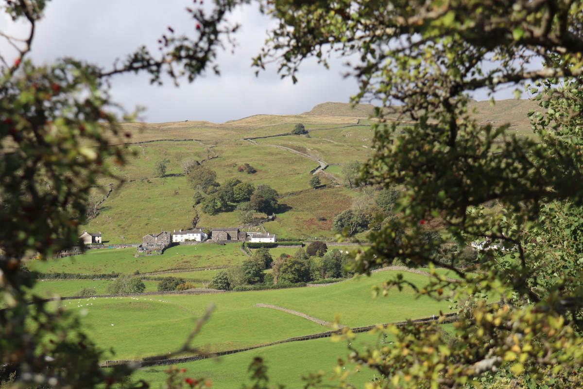 Looking at a distant farm through some nearby bushes.