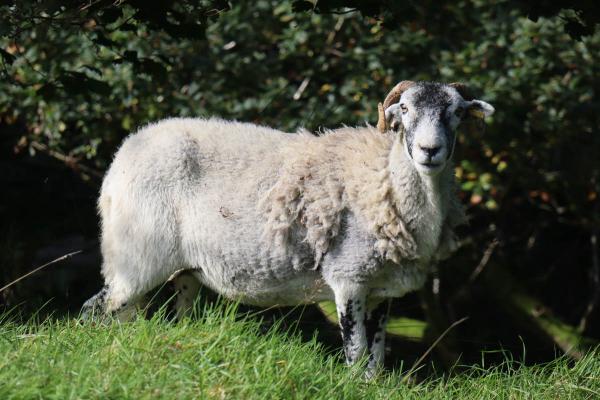 A horned sheep.