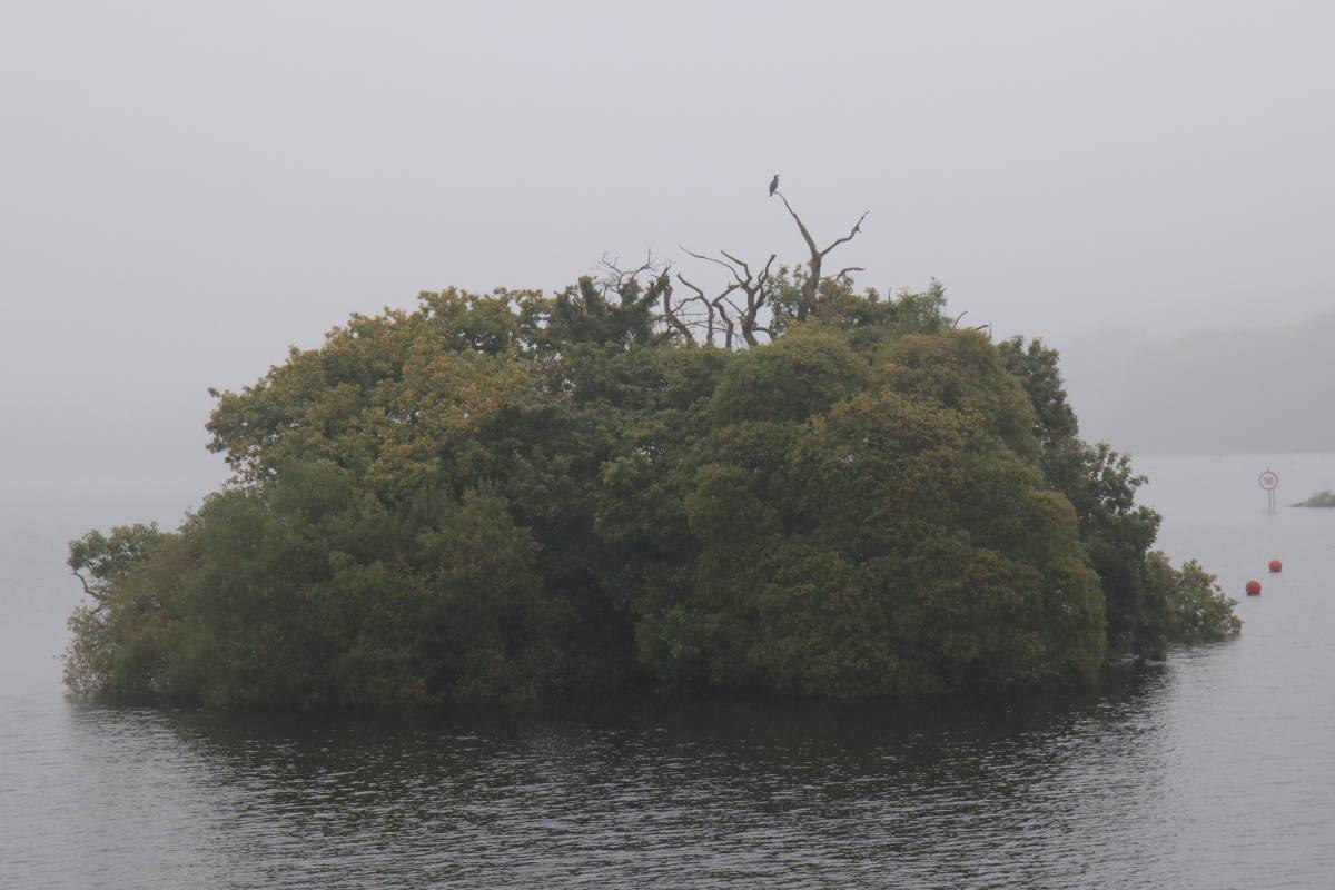 A cormorant on the high branch of a small wooded island in grey, wet weather.