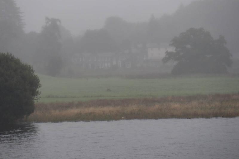 Some blurry deer admist the drizzle.