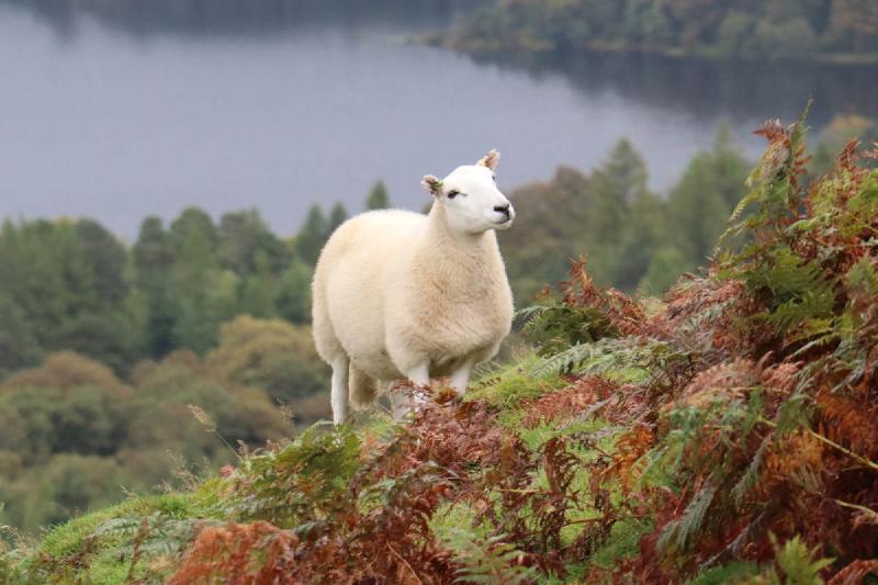 A happy sheep in the fern.