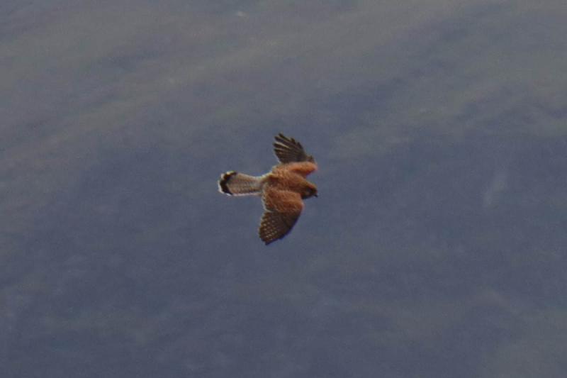 A kestrel.
