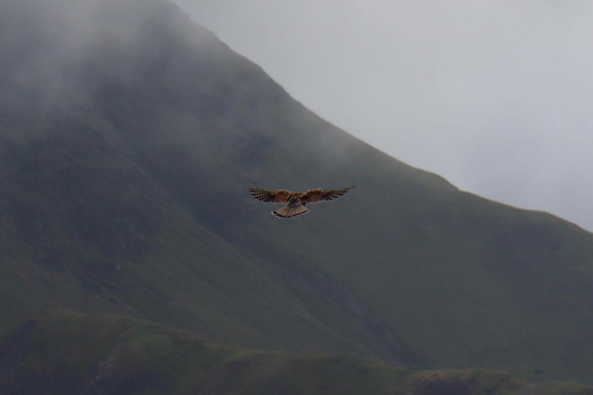 A kestrel.
