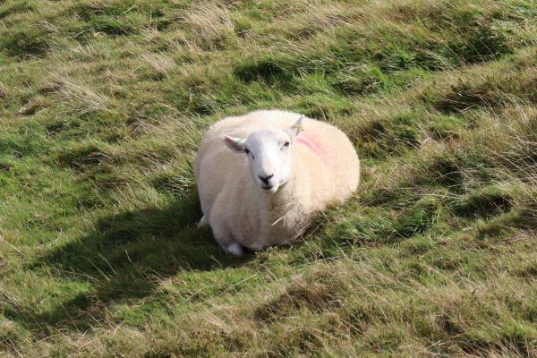 A sheep lying down in grass.